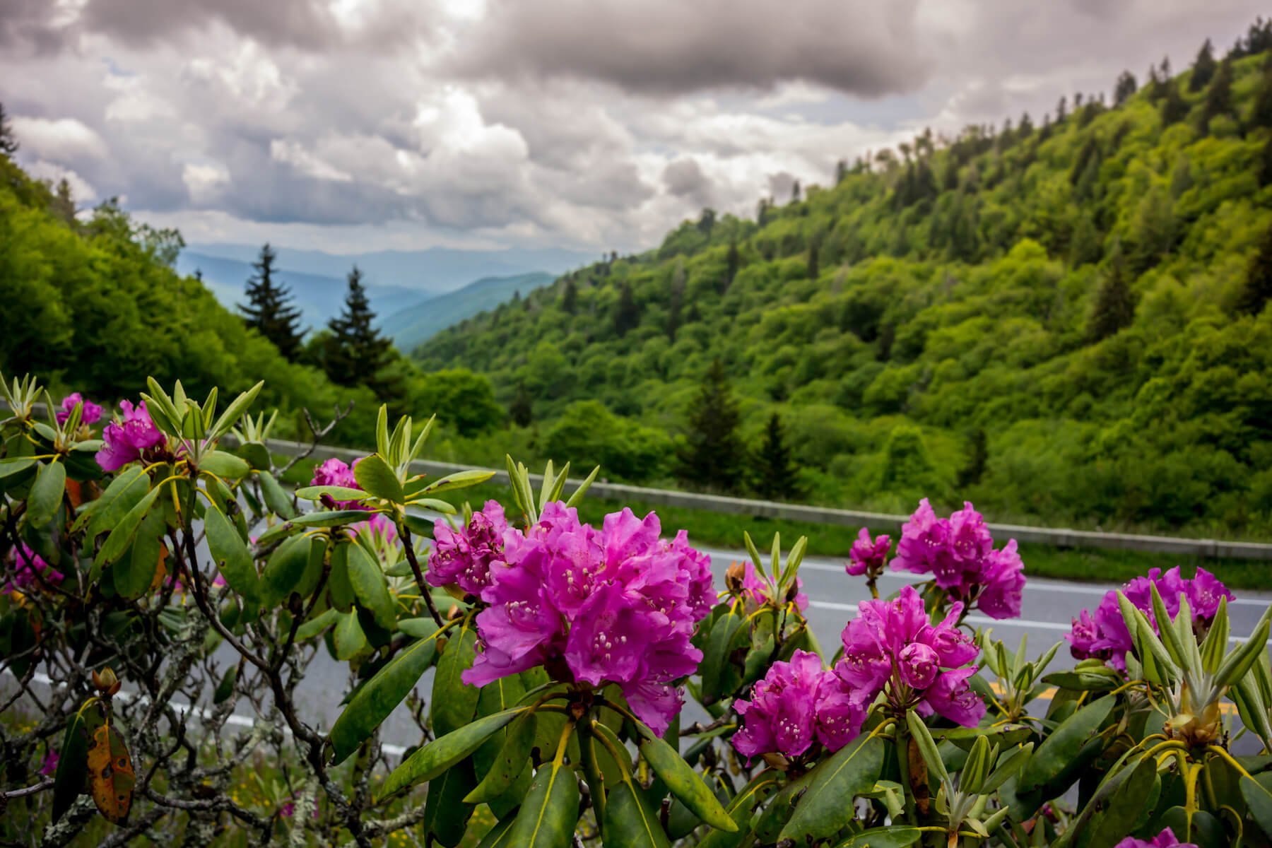 Summer In The Smoky Mountains