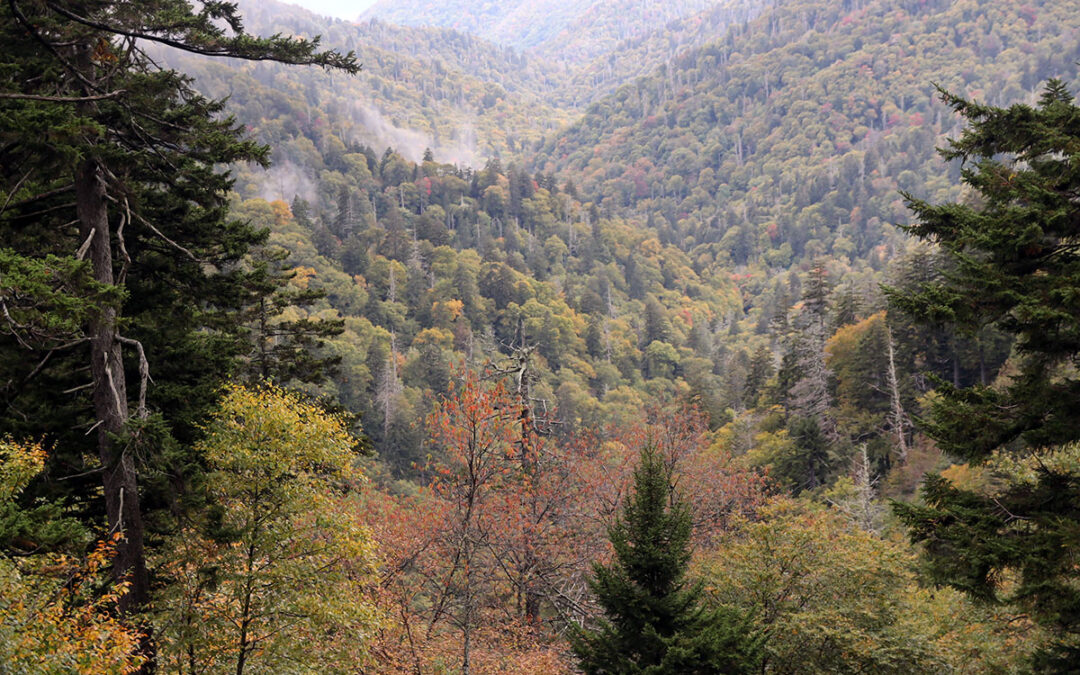 Driving from Gatlinburg to Newfound Gap