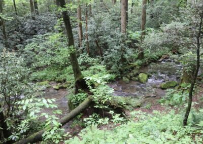 Walking trail