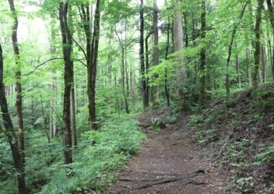 Walking trail