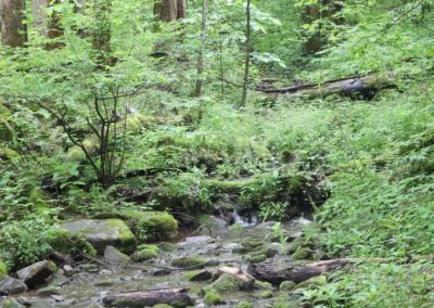 Cosby Creek